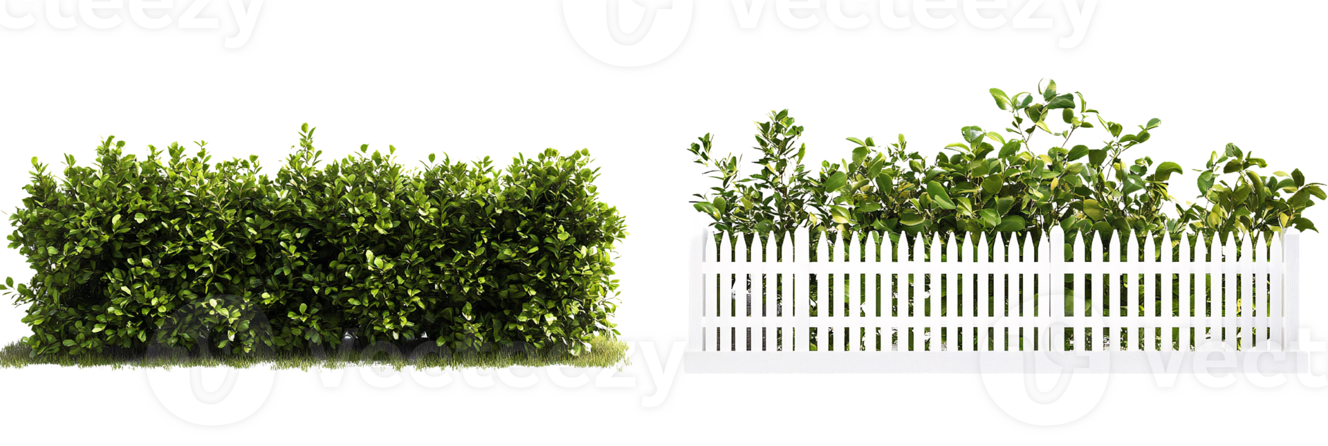 Green bush and white picket fence isolated on Transparent Background png