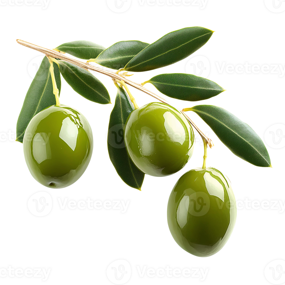 Green olives branch on transparent background png