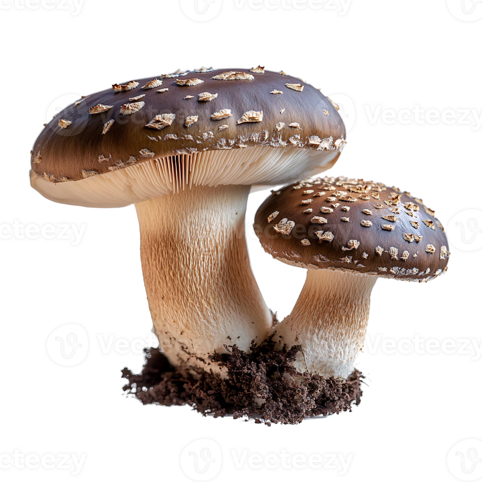 Brown mushrooms with speckles isolated on transparent background png