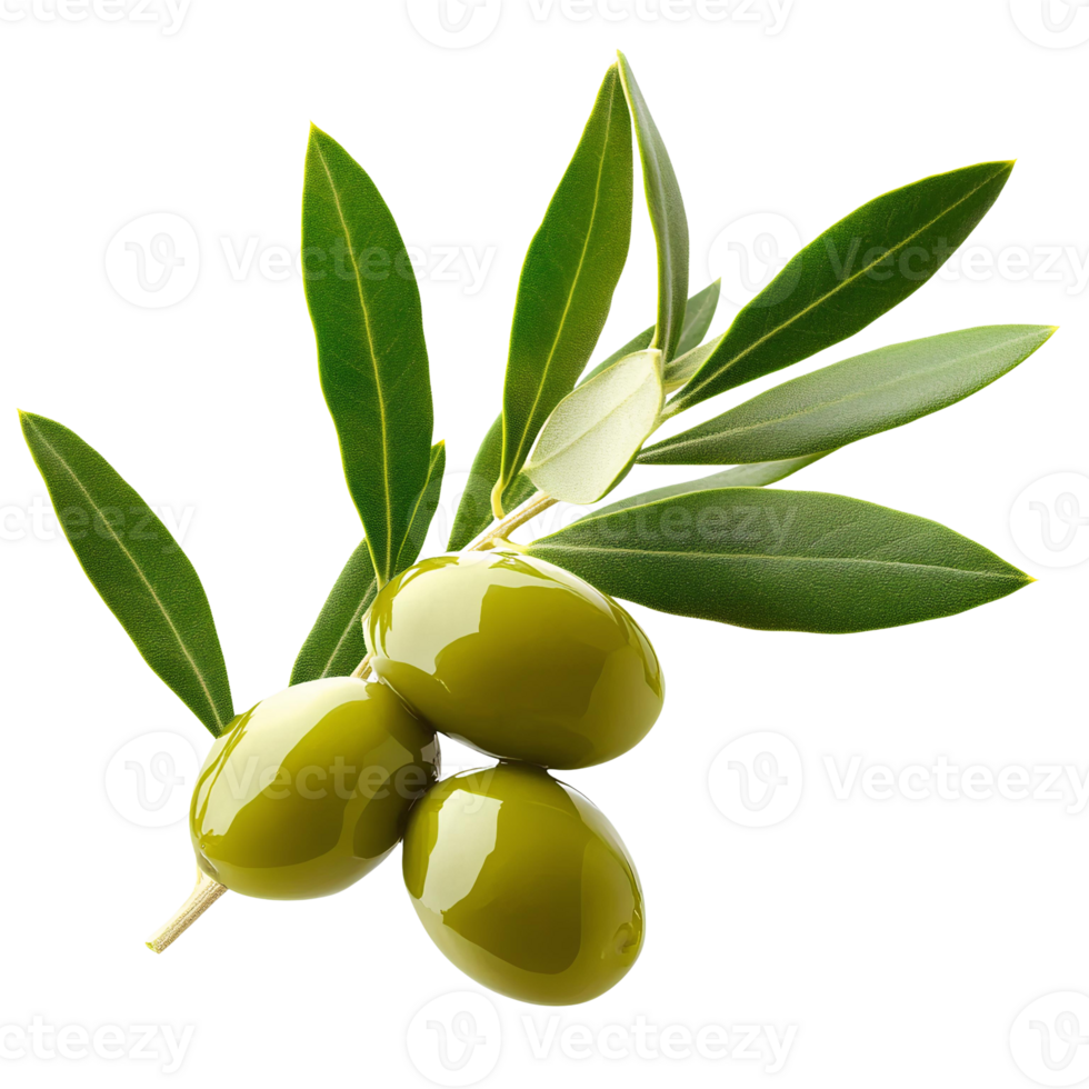Green olives branch with leaves on transparent background png