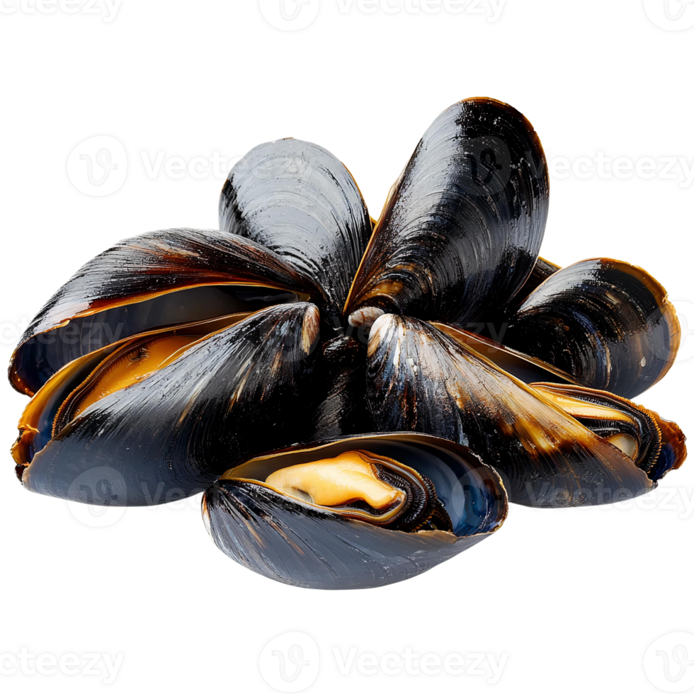 Black mussels group on transparent background png