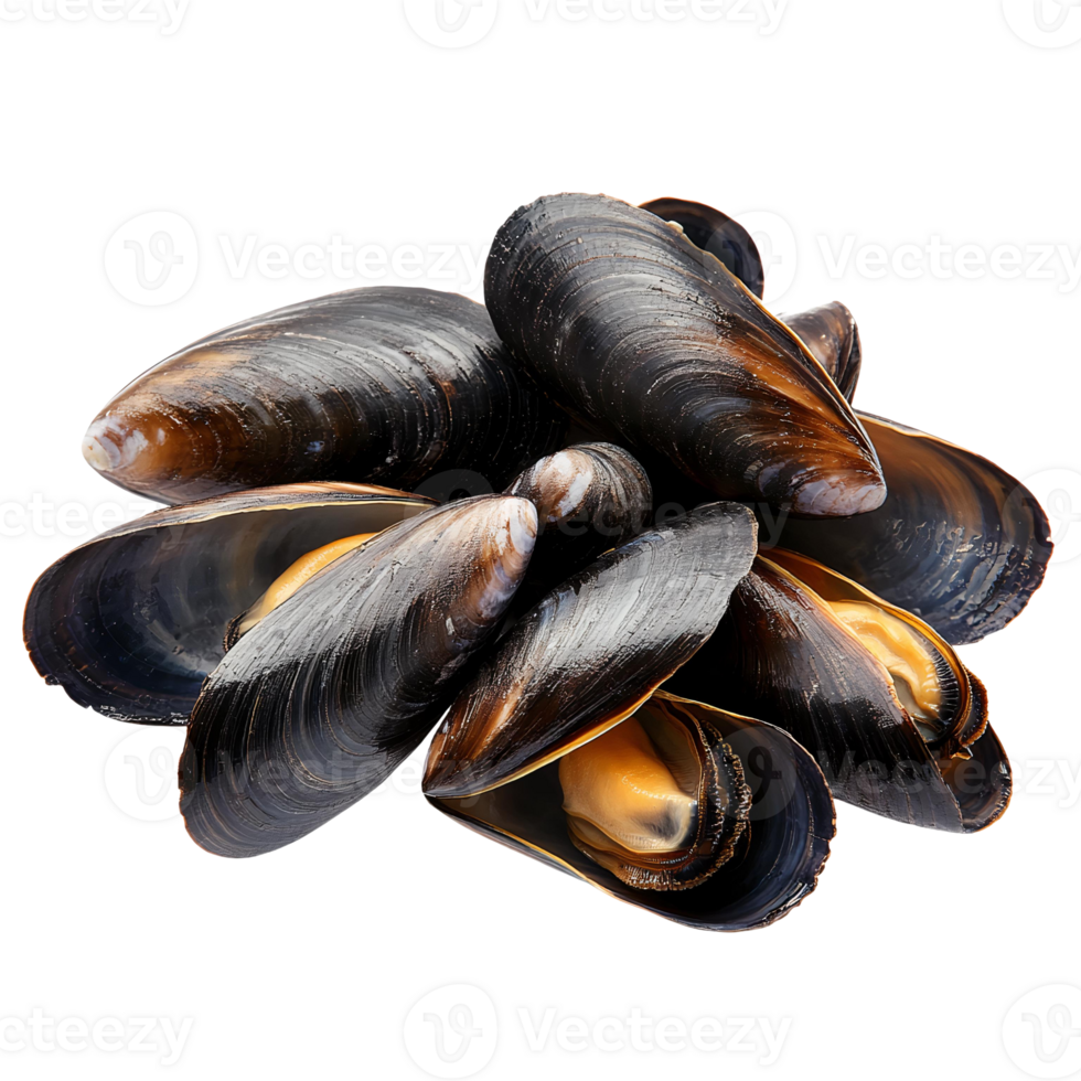 Mussels seafood group on transparent background png
