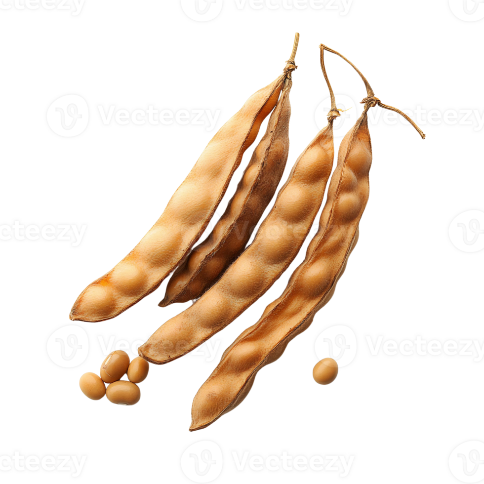 Soybean pods and beans on transparent background png