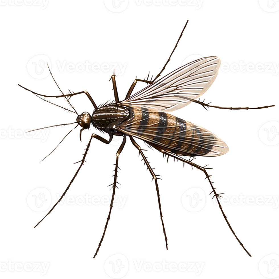 Brown mosquito detailed illustration on transparent background png