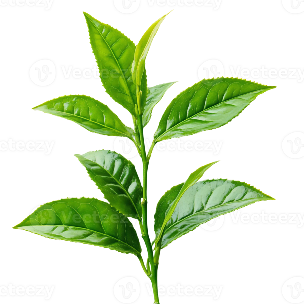 Fresh Green Tea Leaves on Branch Isolated on Transparent Background png
