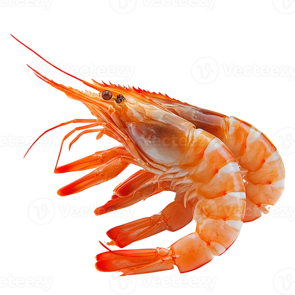 Shrimp pair on transparent background, cooked seafood, closeup png