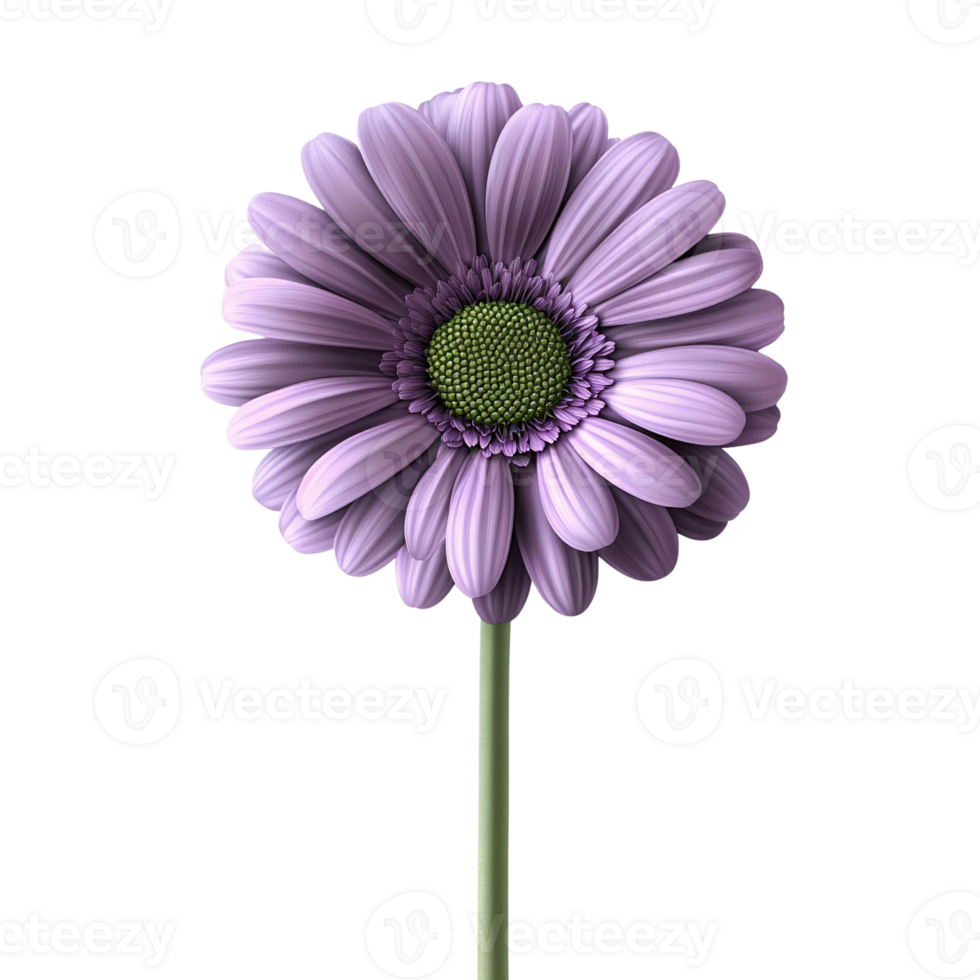 Beautiful Purple Gerbera Daisy Blossom Isolated on Transparent Background png