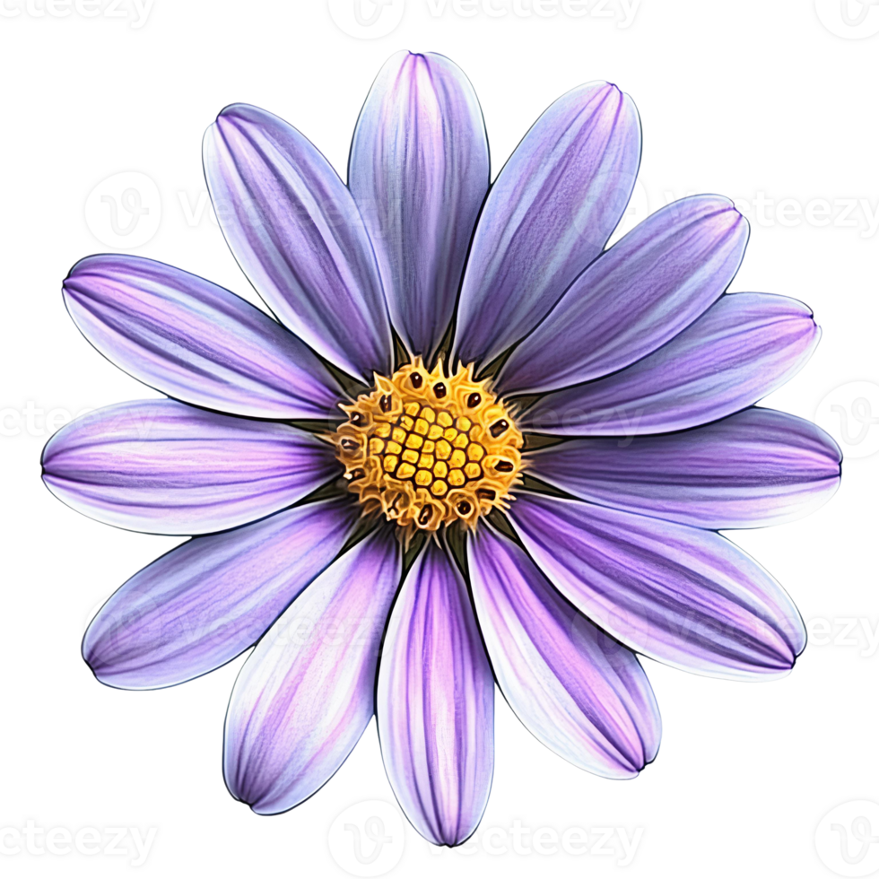 Purple daisy flower on Transparent Background png