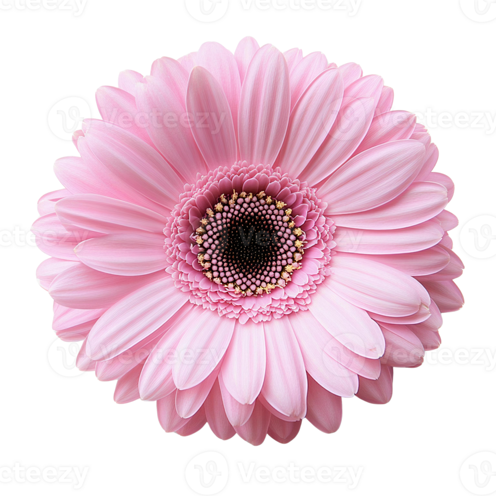 Pink gerbera daisy flower on Transparent Background png