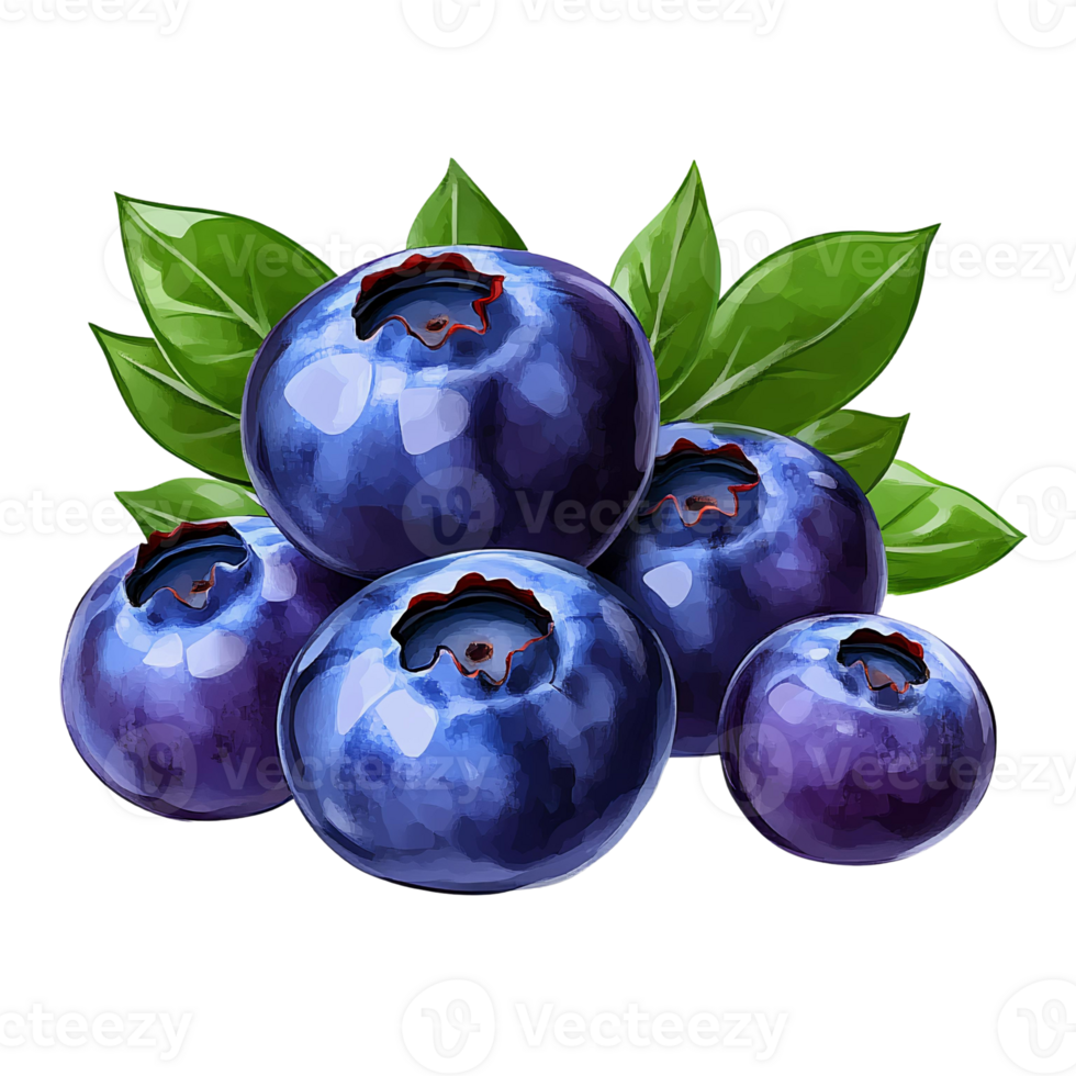 Blueberries with green leaves on Transparent Background digital painting png