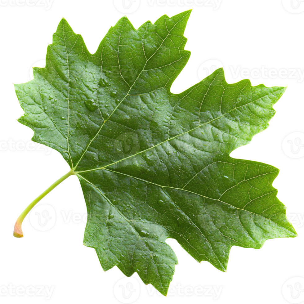 Green grape leaf with dew drops on transparent background png
