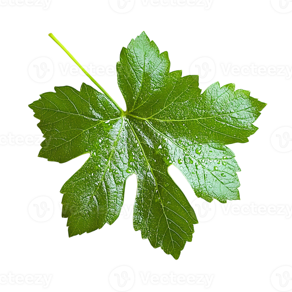 Fresh Green Grape Leaf with Dew Drops on Transparent Background png