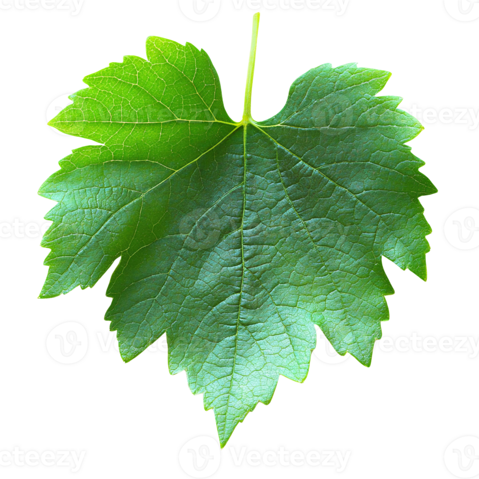 Green grape leaf on transparent background isolated png