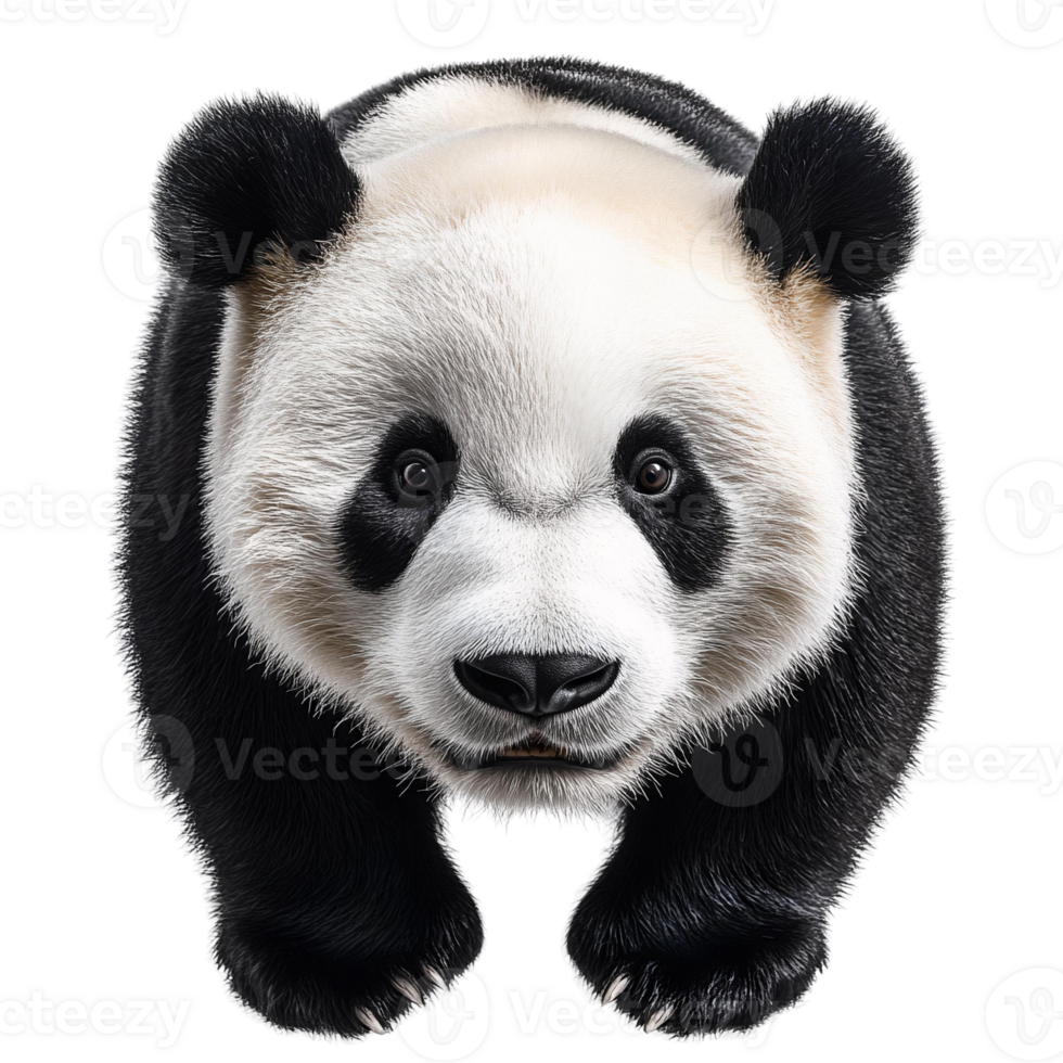 Panda cub closeupOyster mushrooms cluster on transparent background png