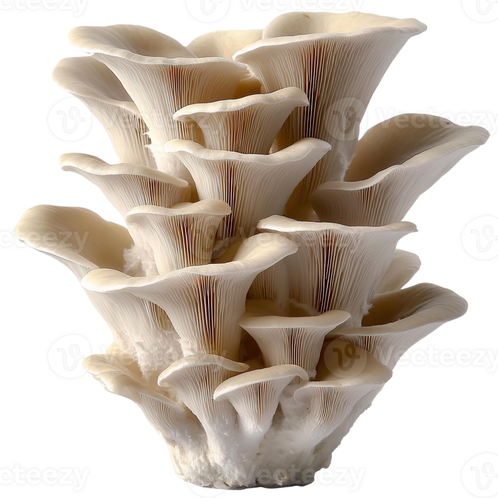 Fresh Oyster Mushrooms Cluster on transparent background png