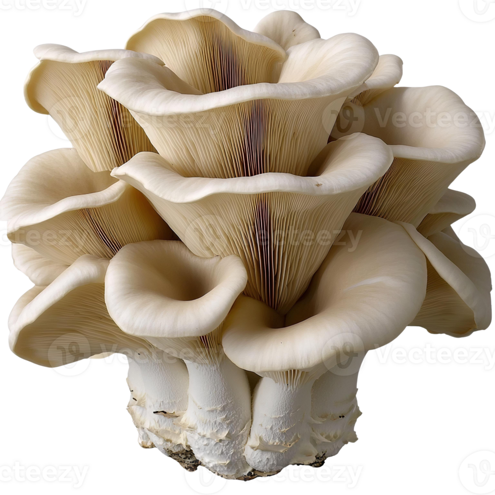 Cream oyster mushrooms cluster on almon sushi nigiri on transparent background png
