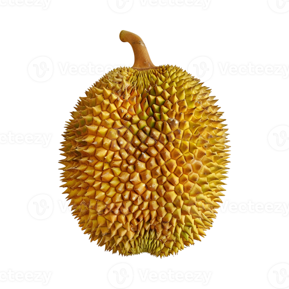Durian fruit on transparent background png