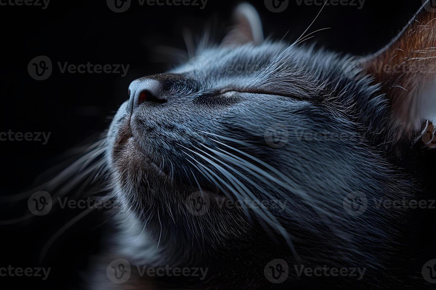 Serene Cat Relaxation in Low Light for Calming Home Decor and Digital Art photo