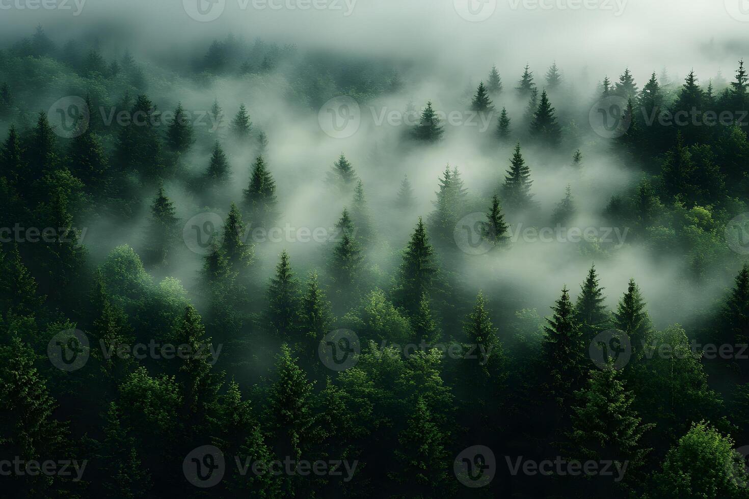 Mystical Foggy Forest Landscape Perfect for Nature and Environmental Designs photo