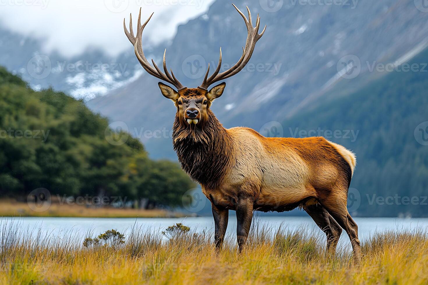 Majestic Elk in Mountain Landscape for Nature and Wildlife Photography photo