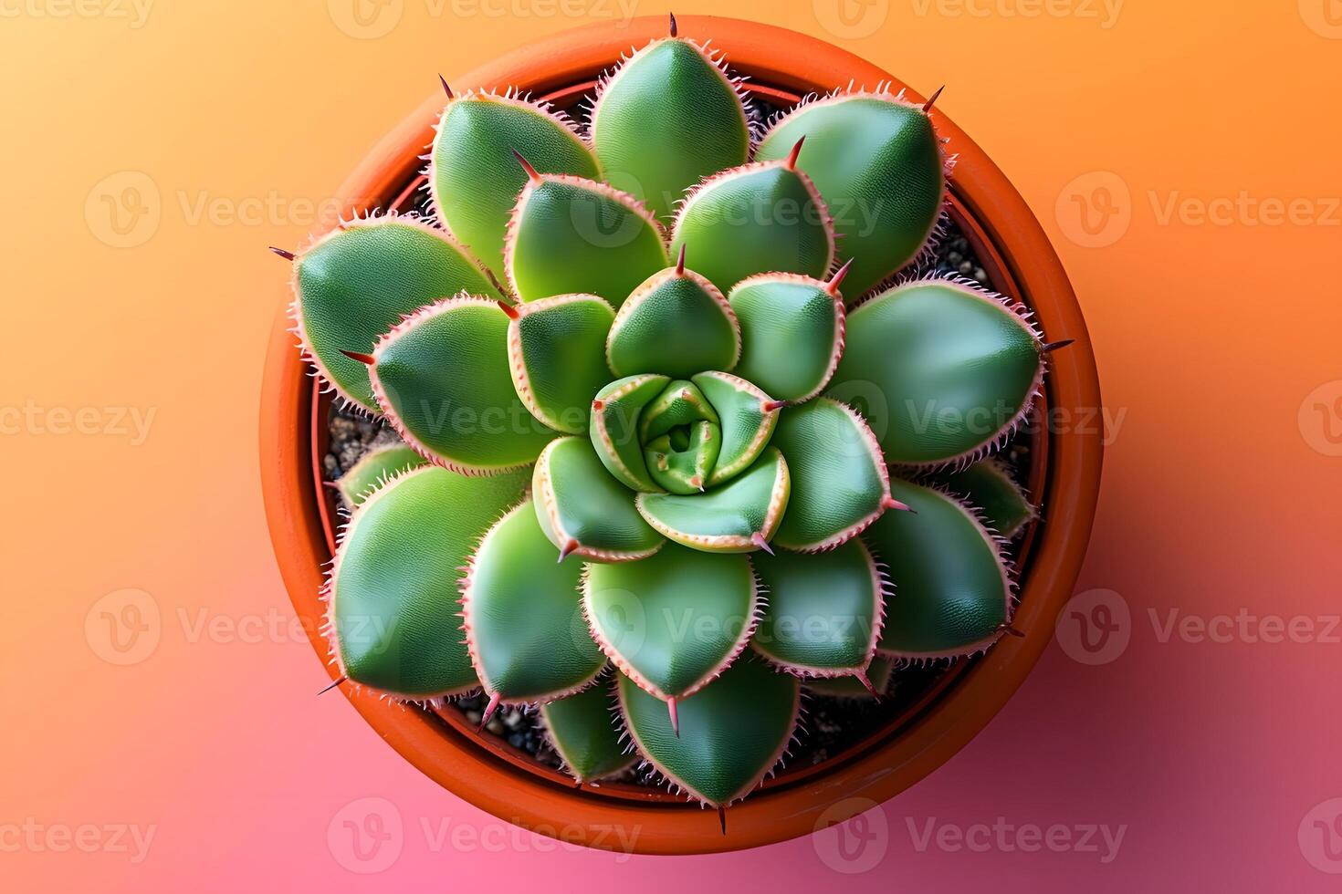 Vibrant Succulent Plant in Terracotta Pot on Gradient Background for Interior Decor photo