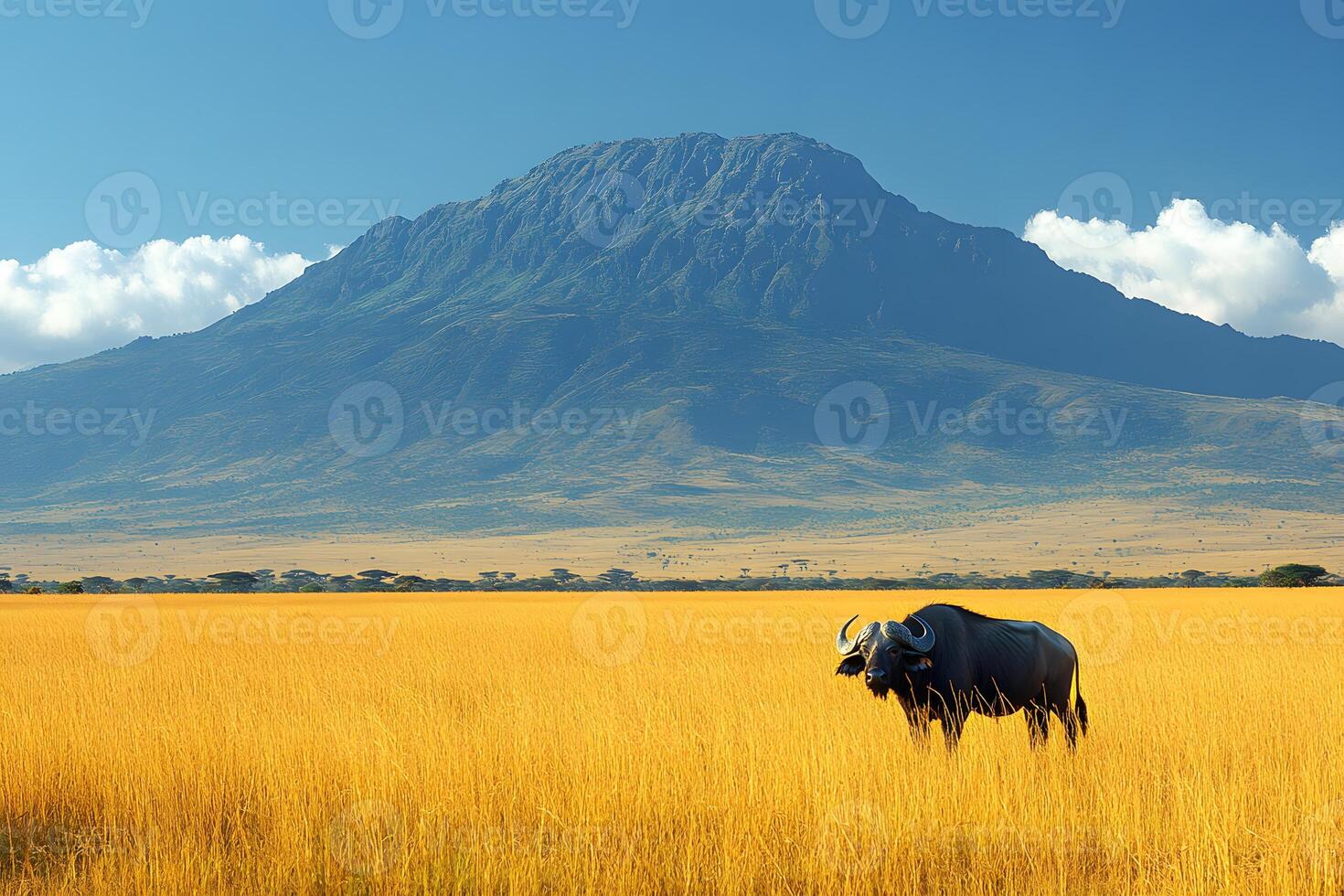 Wild Buffalo in African Savanna with Majestic Mountain Backdrop for Nature Prints photo