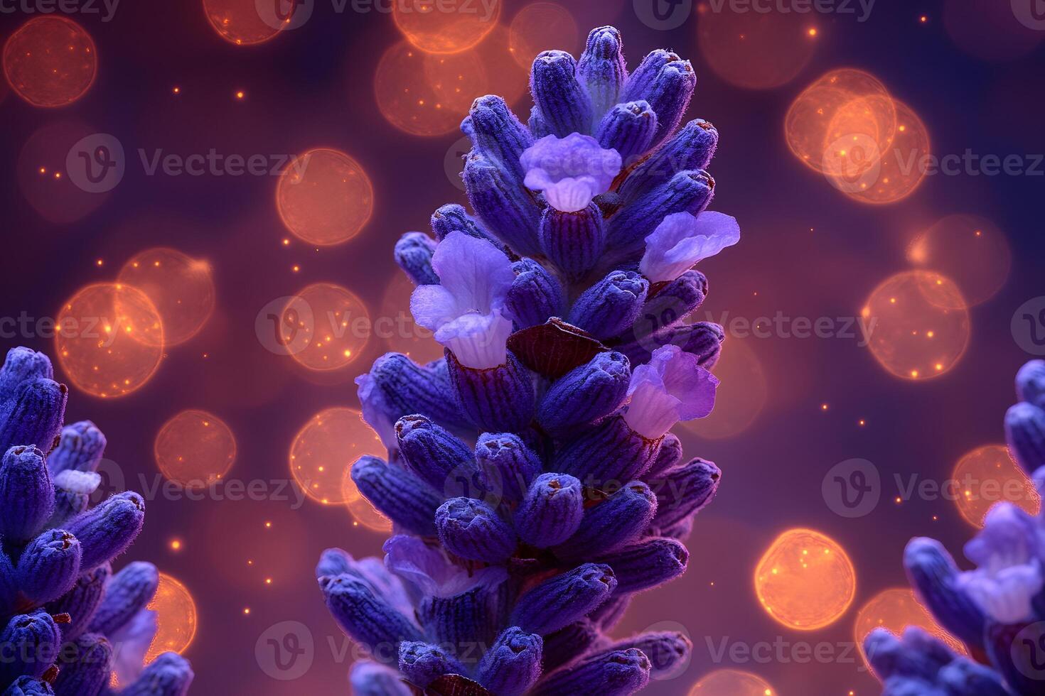 Lavender Blooms Under Magical Bokeh Lights for Serenity and Calm photo