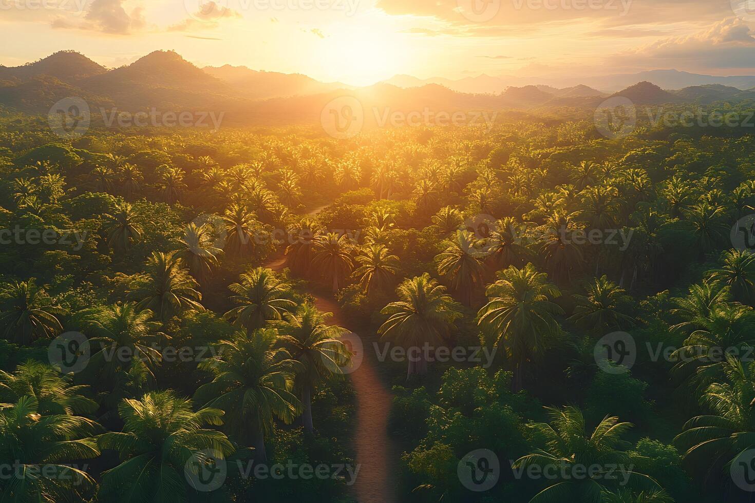 Tropical Sunset Over Lush Palm Forest and Rolling Hills for Nature Posters photo