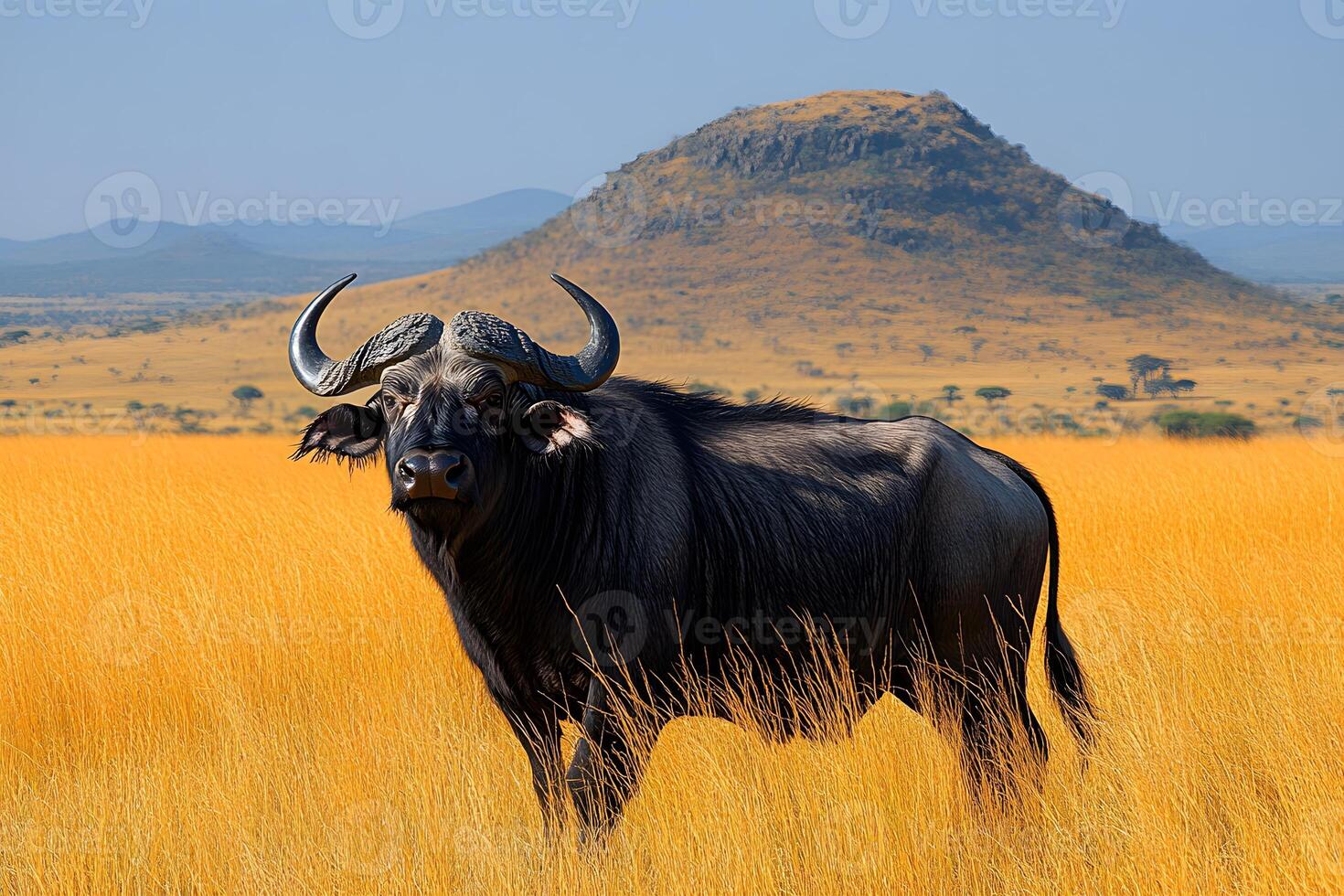 Majestic Buffalo in the African Savanna with Mountain Backdrop photo