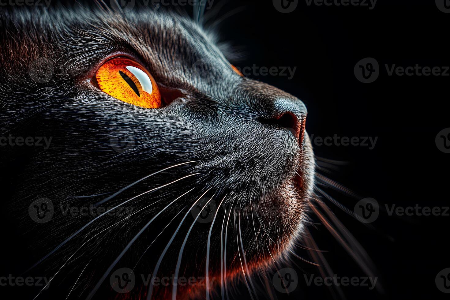 Intense Gaze of a Black Cat with Striking Orange Eyes Ideal for Pet Photography Projects photo