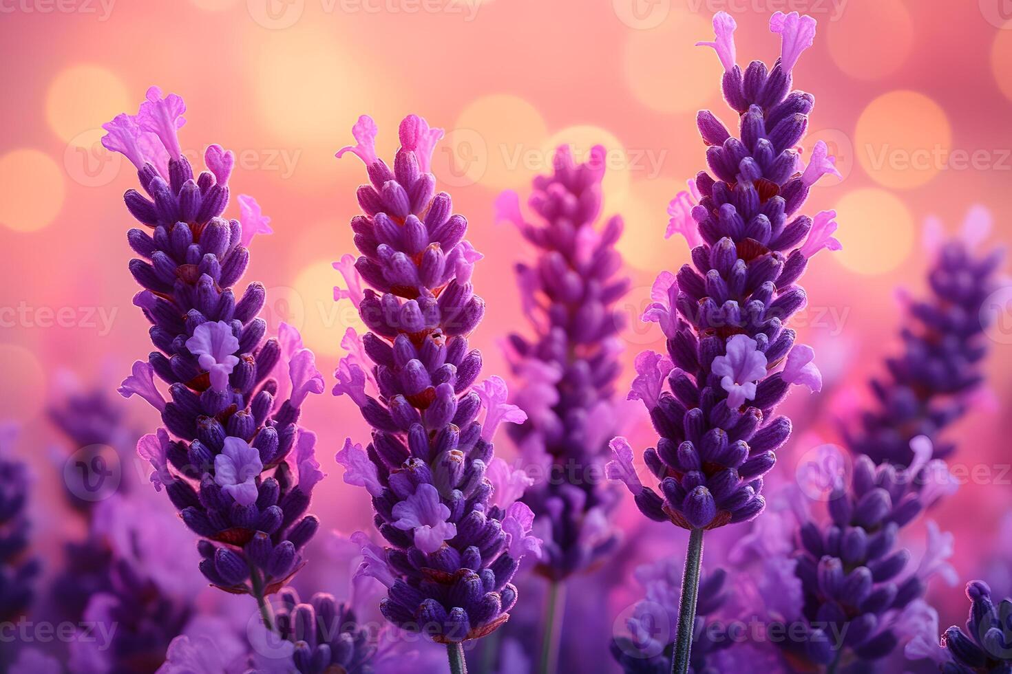 Lavender Blooms Against Soft Bokeh Background for Tranquil Nature Design photo