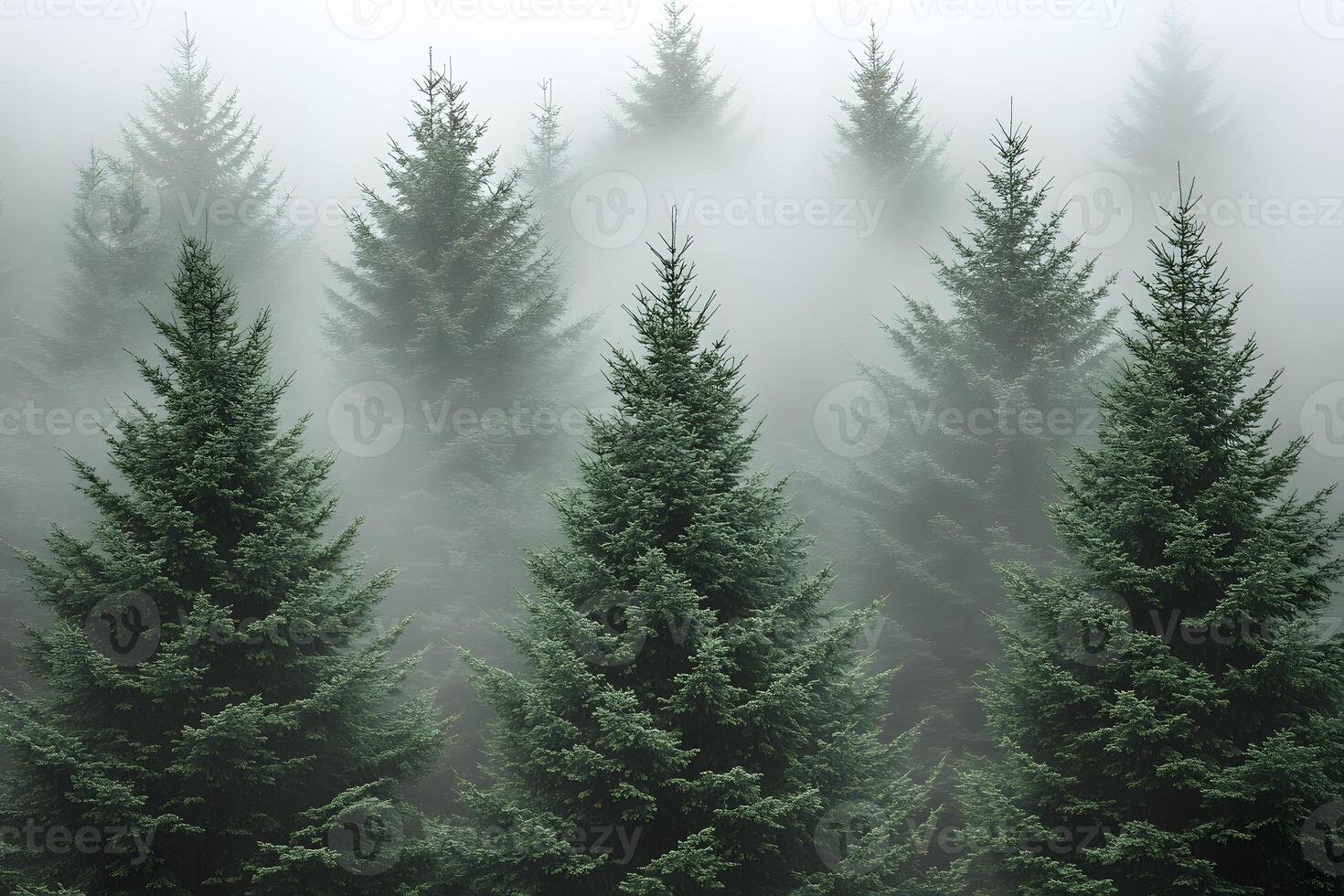 Serene Misty Forest with Evergreen Trees in Foggy Morning Atmosphere photo