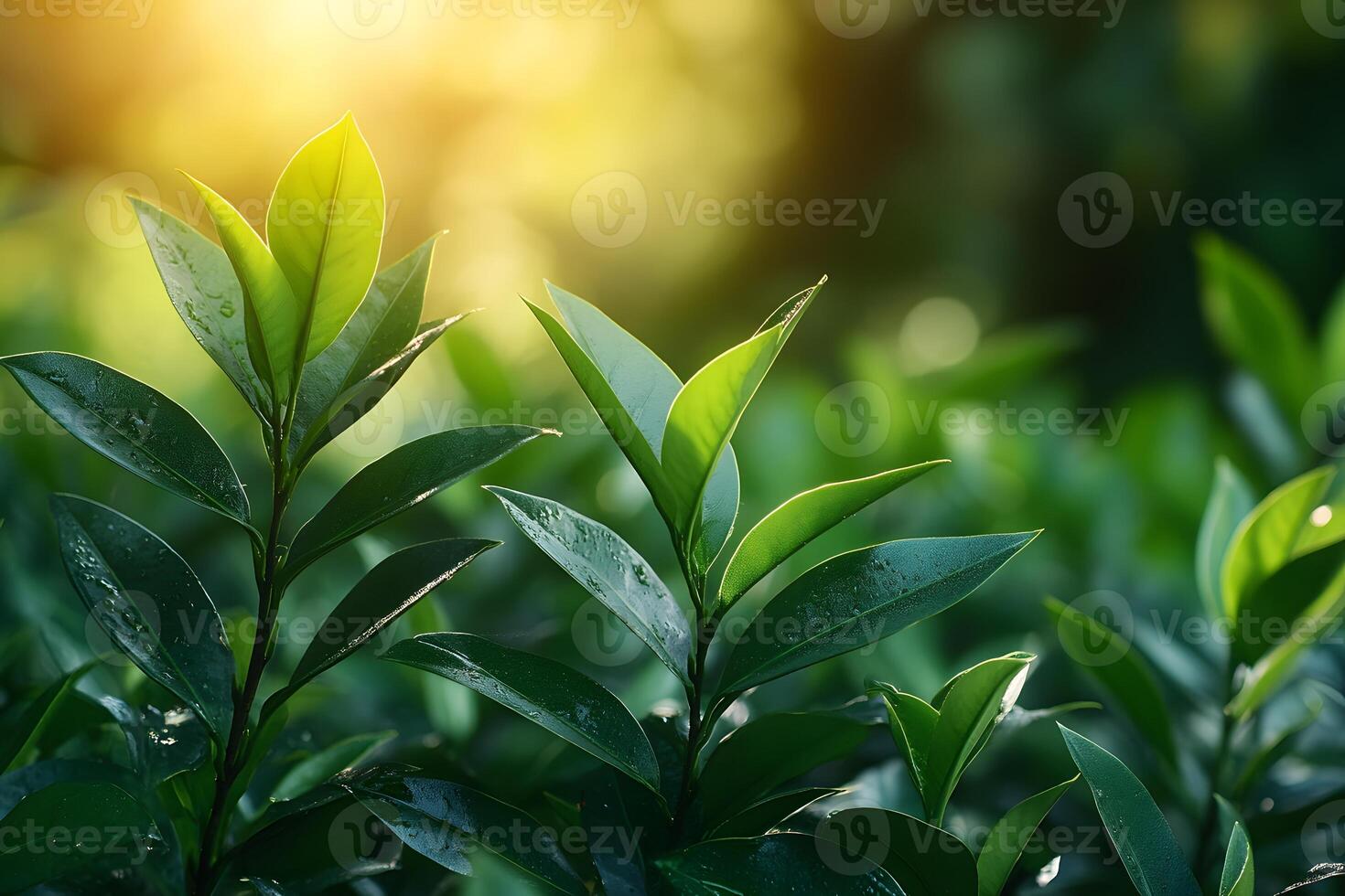 Vibrant Green Foliage in Sunlight Nature's Tranquil Beauty for Wall Art and Meditation photo