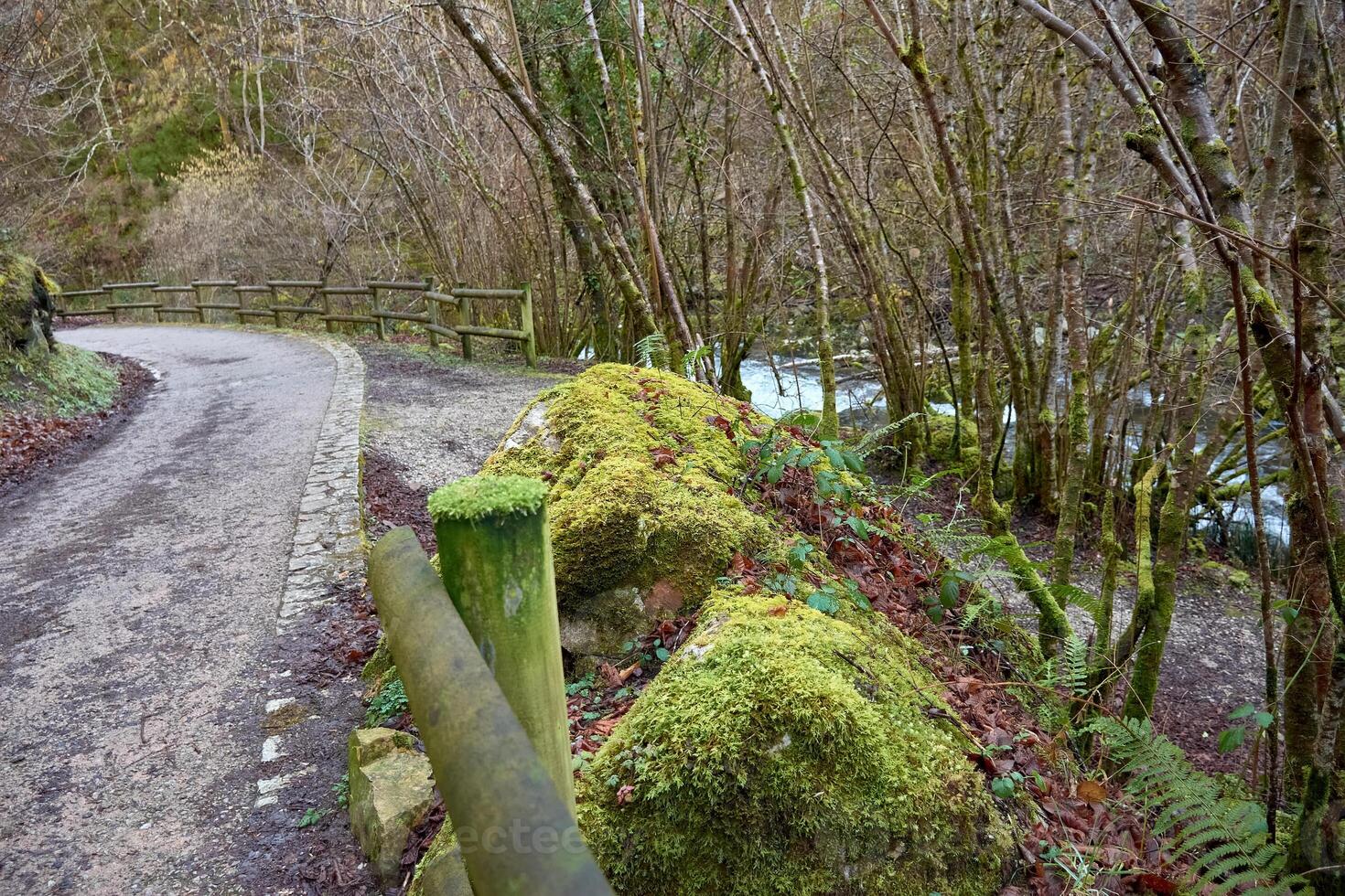 Scenic hiking path with a weathered wooden fence and lush green mossy stones photo