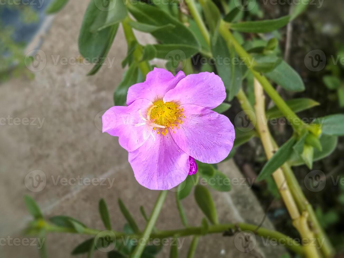 A close-up of a vibrant portulaca flower, showcasing its delicate petals and vivid colors. photo