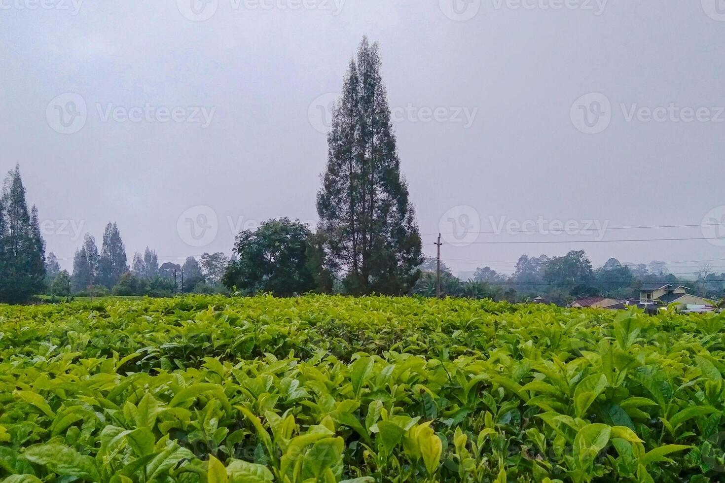 View of tea plantations in the morning with thin mist on the hills. Several tall trees and houses are visible in the distance, adding to the cool and natural impression photo