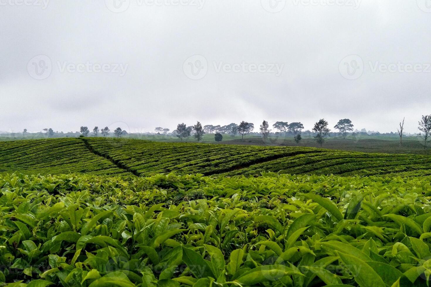 View of tea plantations in the misty morning photo