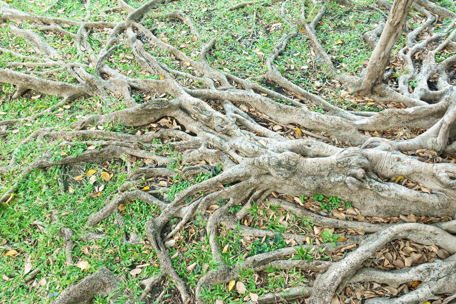 Intricate tree roots sprawling across green grass, showcasing nature beauty and complexity. roots intertwine with fallen leaves, creating natural tapestry photo