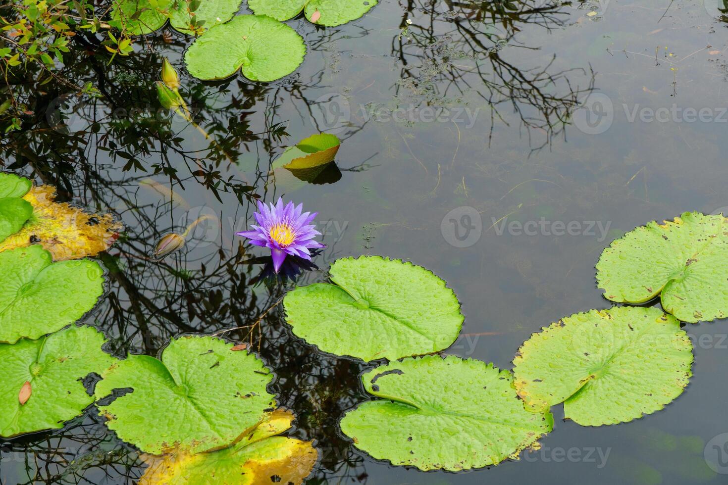 serene water lily blooms amidst green lily pads in tranquil pond photo