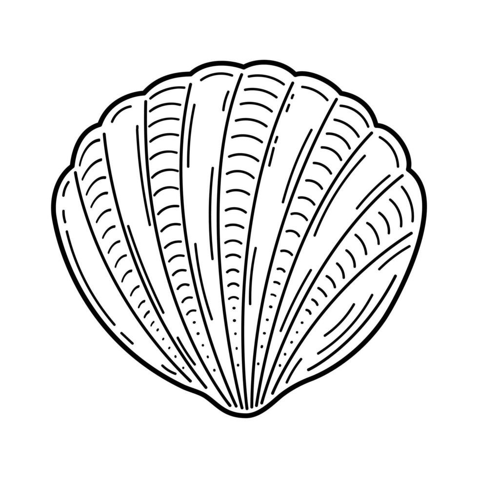 Scallop shell. The contour drawing. Black and white shell pattern. vector