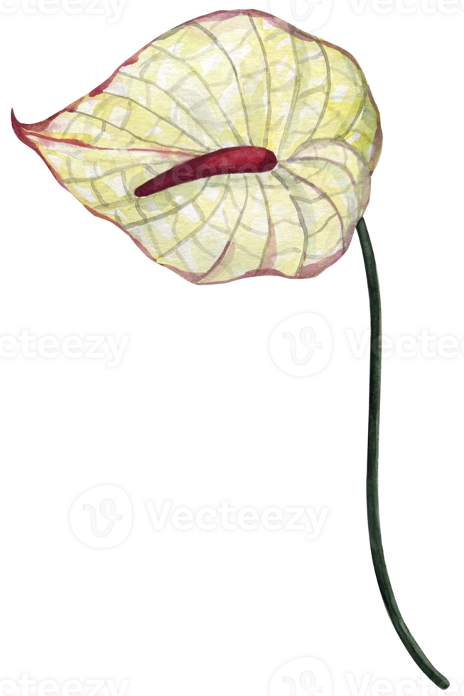 Watercolor anthurium flower illustration. Hand drawn illustration of tropical exotic plant. Botanical drawing for greeting cards or wedding invitations in jungle. Colorful sketch. png