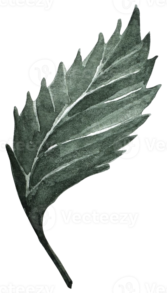 Watercolor illustration green leaves. Watercolor botanical element for design. png