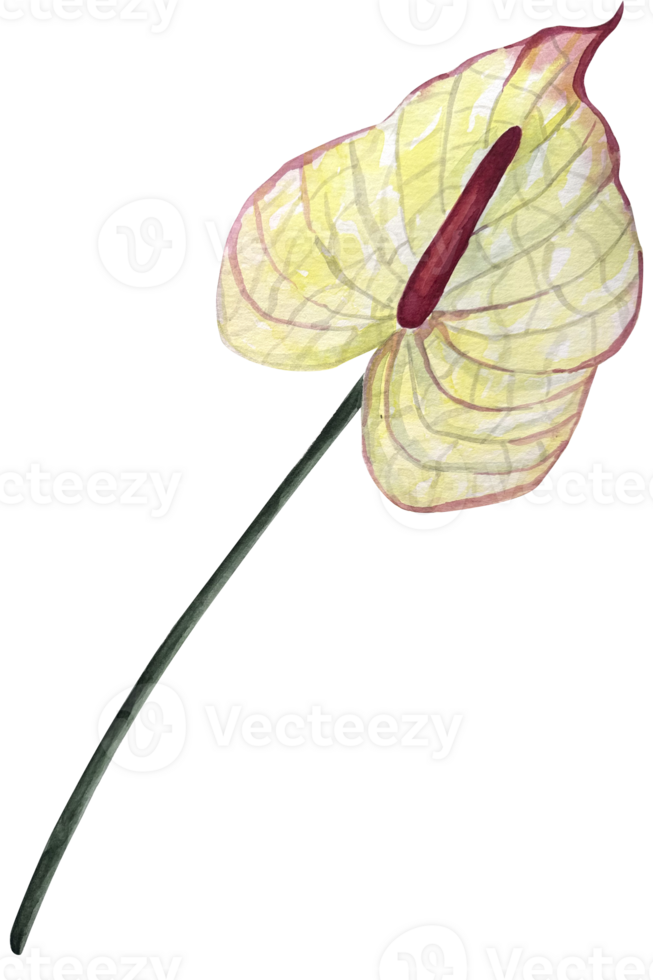 Watercolor anthurium flower illustration. Hand drawn illustration of tropical exotic plant. Botanical drawing for greeting cards or wedding invitations in jungle style. png