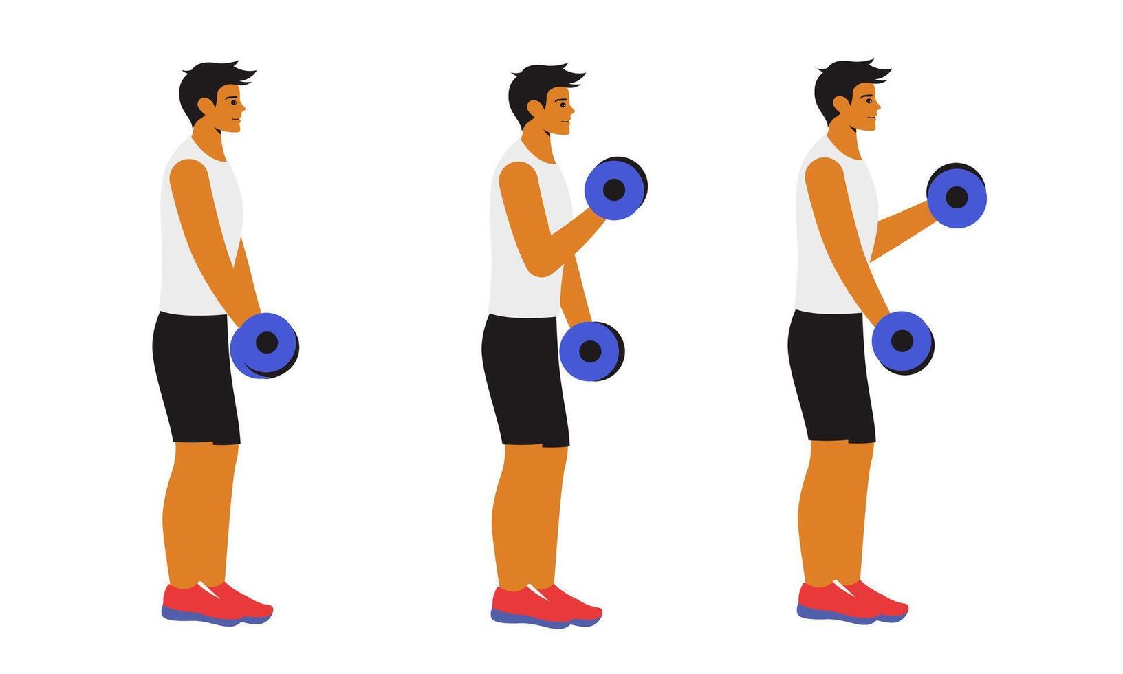 man performing dumbbell curls, a popular exercise targeting the biceps. The character grips a dumbbell in each hand, standing with feet shoulder-width apart vector