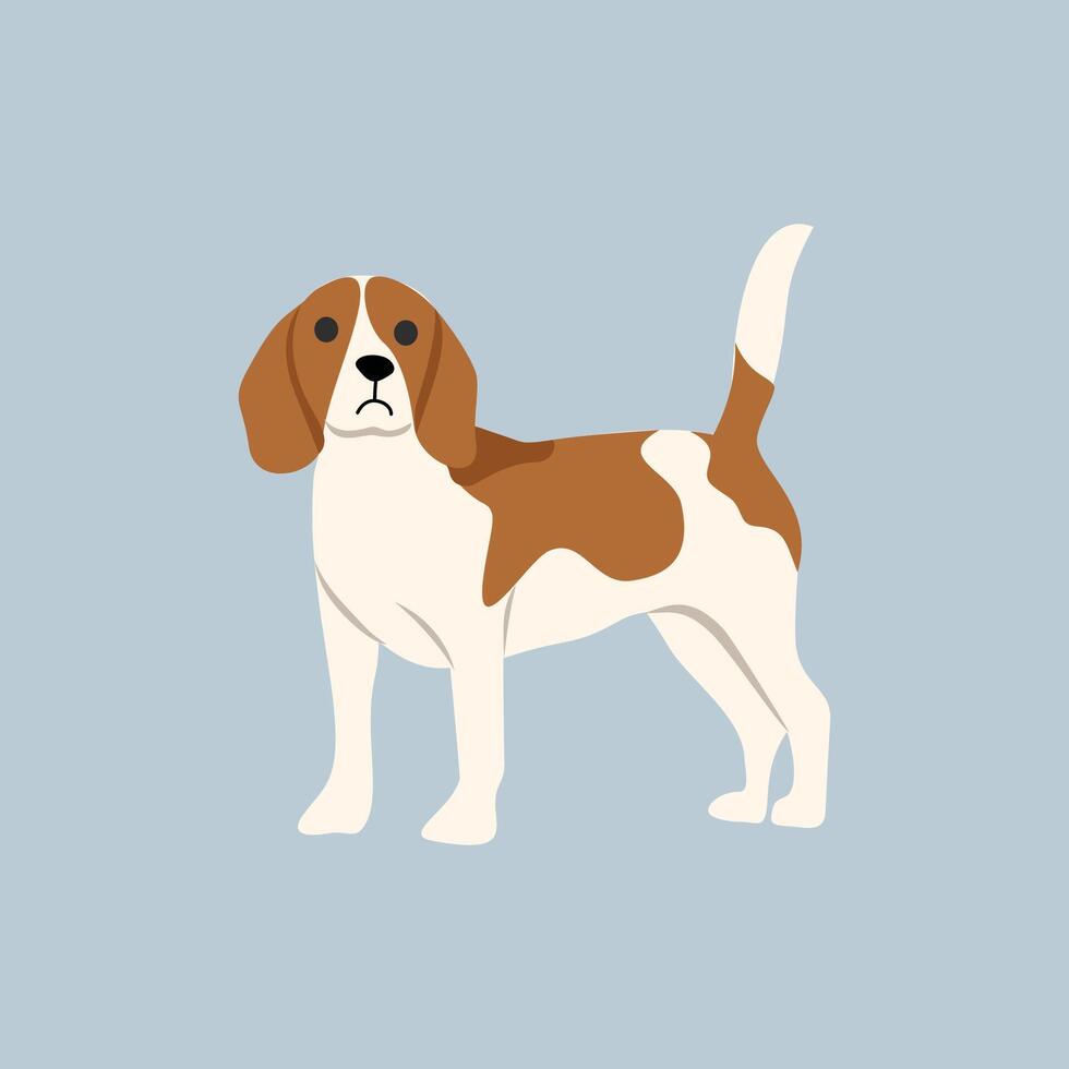 Cavalier King Charles Spaniel. Beagle dog. Cute beagle dog. Fluffy. Breed. Cute animal. Cute dog. Little dog. Canine. vector