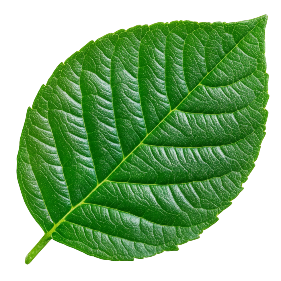 A green leaf is shown on a transparent background cutout png