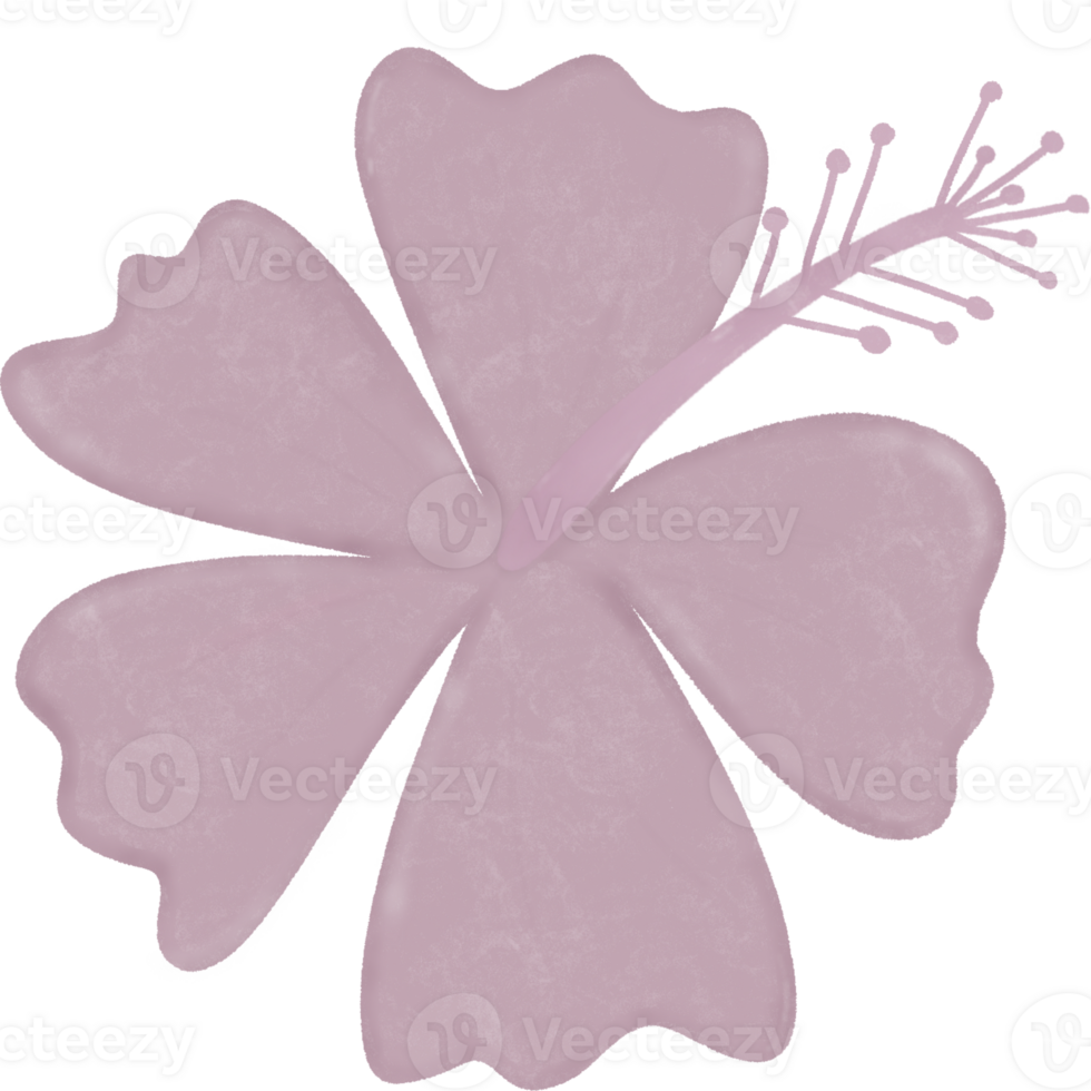 flower, hibiscus, pink png