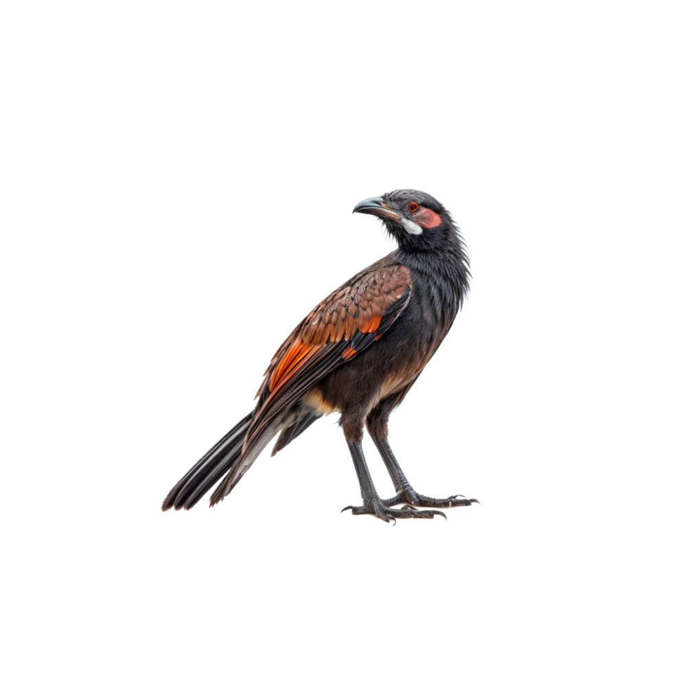 A bird with a red and black head png