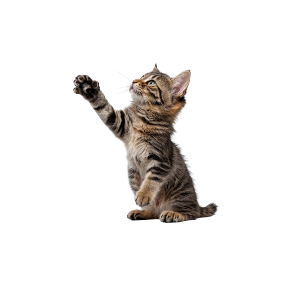 kitten playing with a ball on a transparent background png