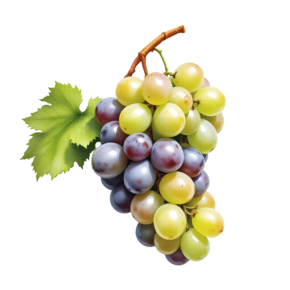 bunch of green and purple grapes with a leaf and stem png